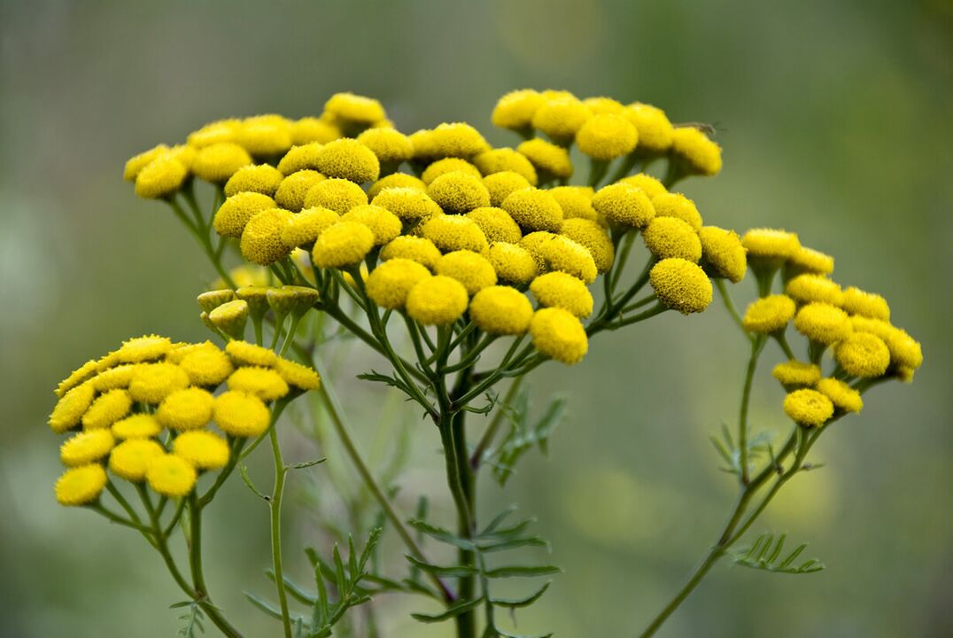 Eliminate helminthic invasion with tansy