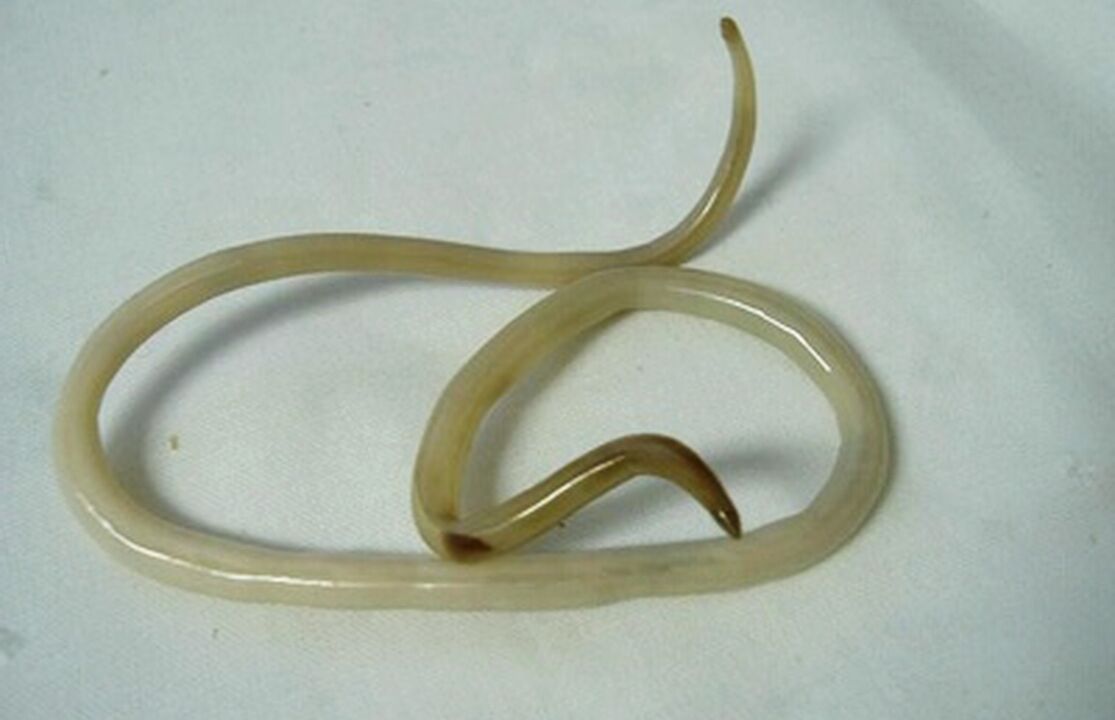 a parasitic worm from the human body
