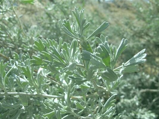 Wormwood helps fight against worms