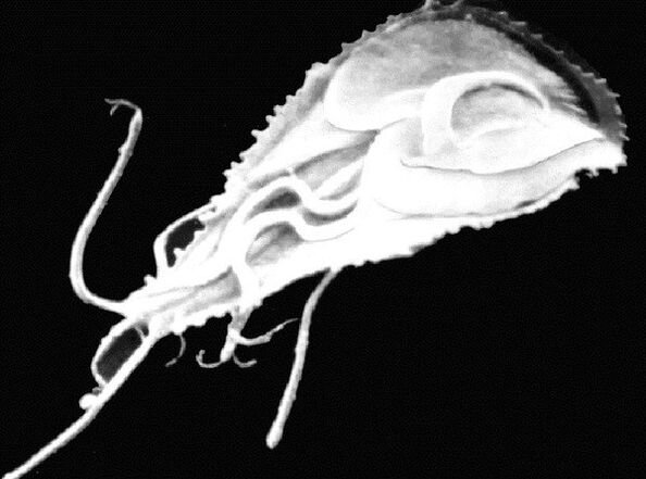 Giardia is a protozoan parasite with flagella. 