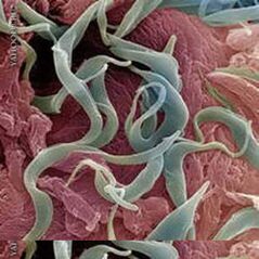 Helminths
