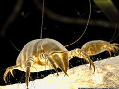 Subcutane Tick