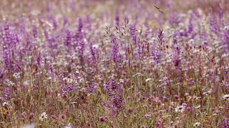 Sage from parasites