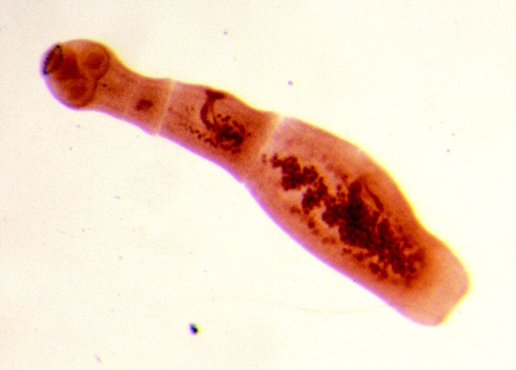 Echinokoccus